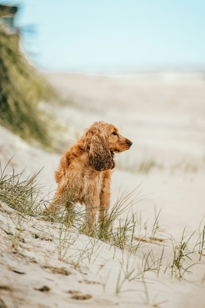 Dog relaxing on the sandy dunes.